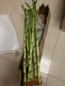 锦枫（jinfeng）富贵竹观音竹水培植物水培花卉盆栽大叶竹转运竹水养客厅绿植水养 50cm开运竹直竹6棵(带根好养) 不含盆 实拍图