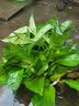 绿萝盆栽室内花卉绿植盆景净化空气绿箩长藤大叶茂盛办公家居摆设绿色植被带藤懒人吸水盆 精品吸水盆绿萝四盆+2营养液 实拍图