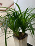 若绿龙须树龙血树龙铁树室内客厅大型植物盆栽绿植 花卉源头直发包邮 80厘米3棵 实拍图