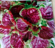 红苋菜种子野菜长寿菜圆叶汉菜种籽青菜春季四季盆栽阳台蔬菜种孑 红苋菜种子【1包 约5千粒】 晒单实拍图