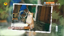 万级（WANJEED）七类网线纯铜 CAT7类万兆屏蔽网络连接线 游戏电竞双绞线 电脑宽带家用扁平网线兼容2.5g成品跳线 七类万兆赛马赫-编织紫 15米 实拍图
