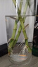 花翁富贵竹水培绿植招财转运室内客厅水养花卉盆栽植物文昌竹源头直发 实拍图