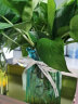盛世泰堡 北欧玻璃花瓶插花瓶干花满天星仿真花水培植物容器小花瓶客厅桌面装饰摆件 天蓝色18cm 实拍图