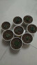 轩林美 多肉植物组合盆栽室内绿植花卉 观音莲 3-4cm 单株 不含盆 实拍图