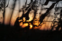 索尼/Sony A5000 A5100  NEX-5T 5R 5c二手半画幅微单相机 奶昔系列 A5100(16-50)套机 颜色随机 99新 实拍图