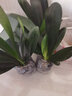 御春阁带盆带土6年大苗绿植盆栽 室内花卉 君子兰花 苗花卉盆景盆栽绿植 德尔8-10片带盆带土 实拍图