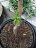 欧悟早熟嫁接桃树苗五月红水蜜桃苗庭院阳台盆栽地栽南北方种植果树苗 6年苗结果多 实拍图