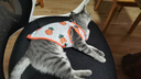 智宙猫咪衣服夏季猫衣服防掉毛薄款幼宠物背心小型犬柯基博美泰迪衣服 【两件装】胡萝卜+牛油果 M 建议5-7斤 背长28cm 实拍图