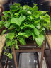 青源绿萝盆栽室内绿植花卉水培植物大叶绿箩 4盆自吸水懒人八角红盆绿萝 带盆栽好 实拍图