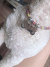 SLPC狗牌定制身份牌小型犬泰迪博美挂牌项圈铃铛刻字猫吊牌防走失饰品 黄色民族风+名牌 S-小型（3到20斤可用） 实拍图