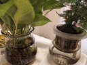 锦枫锦枫（jinfeng）办公室水培绿植花卉盆栽玻璃花盆水培植物 办公室B【4盆】 含盆栽好 实拍图