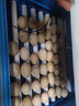 维谦（WEIQIAN）孵化器孵蛋器家用小型全自动芦丁鸡孵蛋机鸡鸭鹅孵化箱智能孵化机 【彩屏显示】392枚抽拉式双电 实拍图