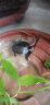 蟹爱（xieai）越南种南石龟金钱黄喉苗活体龟宠物乌龟 5-9g   二只   盒装 实拍图