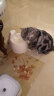 华元宠具（hoopet）猫碗陶瓷双碗自动饮水碗猫咪食盆宠物狗狗碗饭盆猫喝水喂食的用品 晒单实拍图