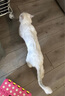 乐比313宠物电推剪狗狗专业剃毛器电剪充电式猫咪泰迪剃刀电推子 草绿色 实拍图