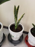 御春阁带盆带土6年大苗绿植盆栽 室内花卉 君子兰花 苗花卉盆景盆栽绿植 德尔8-10片带盆带土 实拍图