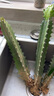 蝶之艺 龙骨植物盆栽办公室客厅仙人科掌花卉美化空气四季好养绿植龙骨 龙骨3颗【40-50CM】 不含盆 晒单实拍图