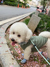 宠星记 宠物衣服 小型犬狗狗 小猫咪 冬季居家防飘毛 泰迪比熊雪纳瑞 绿色大号XL 胸围41-45cm 实拍图
