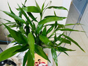 锦枫（jinfeng）富贵竹观音竹水培植物水培花卉盆栽大叶竹转运竹水养客厅绿植水养 65cm大叶富贵竹13棵 不含盆 实拍图