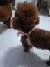 拉维佩特（LOVINGPET） 狗狗牵引绳胸背带 可调节泰迪狗绳子小型犬牵引绳幼犬猫咪牵引绳 粉色套装 易穿脱 M 7-15斤左右 胸围35-60cm 实拍图