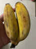高州苹果蕉 广东香蕉 粉蕉 小米蕉 芭蕉 新鲜水果 4.5斤礼盒装（到手净重4-4.5斤） 晒单实拍图