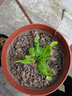 清晨露水园艺捕蝇草盆栽食人花苗食虫植物驱蚊草多肉植物多肉肉绿植花卉猪笼草 花市捕蝇草小苗带盆土 含盆 实拍图