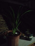 星雨香（XINGYUXIANG）超香 兰花 室内盆栽 花卉绿植 兰草植物兰花苗 诱惑 1苗新手试养 实拍图