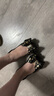 Melissa（梅丽莎）蝴蝶结低跟时尚通勤休闲女士单鞋33680 黑色 36 实拍图