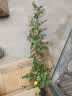欧芽蔷薇花苗藤本月季花树特大庭院爬藤植物阳台花卉爬墙玫瑰耐寒盆栽 蓝色阴雨中花 1.3-1.5米高度 实拍图