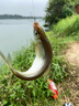 钓鱼王白刺二代综合竿 轻硬钓鱼竿 鲢鳙鲤鱼鲫鱼野钓 台钓手竿 3.6m 白刺二代 实拍图