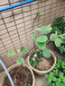 正宗四川红心猕猴桃树苗嫁接苗南方种植盆栽水果树苗弥猴桃苗果苗 (黄金奇异果)黄心猕猴桃 4年苗 实拍图