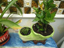春草碧多肉植物盆栽老桩24款入门肉肉迷你多肉办公室内阳台桌面绿植花卉 玉露+花盆+营养土 实拍图