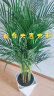 植男植女客厅绿色植物散尾葵大型绿植凤尾竹室内盆栽轻奢夏威夷竹好养花卉 晒单实拍图