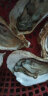 超朴生鲜【活鲜】生蚝鲜活 特大生蚝10斤新鲜海鲜水产海蛎牡蛎箱装 精品2XL(120g以上) 5斤实惠装【双人套餐】 实拍图