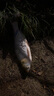 钓之屋DW59/85mm/10.5g浮水铅笔路亚远投鱼饵硬饵假饵狗鱼黑鱼鳡鱼鲈鱼 DW59-A 亚光绿 实拍图