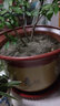 沪颜特大花盆紫砂花盆梅花盆陶瓷盆 盆景花盆 育苗盆 透气陶土盆 口径44厘米 按口径发货 实拍图