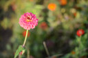中一（zhongyi） 中一光学 35mm f2.0单反微单广角全画幅大光圈手动定焦相机镜头 尼康口-黑色 标配 实拍图