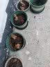 虹毅耐寒重瓣种球香水百合种球带芽浓香多年生室内外四季花卉盆栽开花 百合种球黄色5个球+加仑盆+肥+土 11-12CM 实拍图