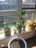 芥圃荔枝苗嫁接苗 官方旗舰 广西荔枝树苗南方种植可长10年大树果树苗 桂味荔枝【带土带叶发货】 3年苗 高度：70-100cm 实拍图