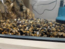 HANYANG溪河沙1kg 水草鱼缸造景底砂免洗溪流粗沙化妆沙龟缸水族养鱼用品 实拍图
