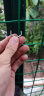 五兄弟  铁丝网围栏荷兰网护栏网养鸡围栏网隔离网高速山地养殖围栏网加粗加重软塑1.5米高3.3毫米粗30米 晒单实拍图