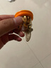 贝乐卫生间下水管道神器密封圈塞厕所防臭防反味防虫地漏内芯 带过滤防臭地漏芯DX008 实拍图