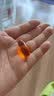 Webber Naturals伟博天然 深海鱼油omega-3加高活性辅酶Q10守护心脏脑血管成人 80粒*1瓶 加拿大原装进口 实拍图