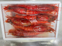 沢素湾 深海红魔虾 刺身红魔虾绯红虾胭脂虾红虾送礼礼盒 1盒 300克(净重)  （尝鲜） 超大5-7只/斤 实拍图