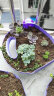 轩林美 多肉植物组合盆栽室内绿植花卉 蒂亚 3-4cm 单头 不含盆 实拍图