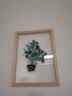 起贝 透明画树叶装饰画玄关客厅挂画北欧小清新绿叶植物装饰画餐厅 光明·镜面草 实木色33x43厘米(2.5厘米厚) 实拍图