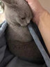 柒哦抱猫衣服撸猫围裙不粘毛撸猫神器防抓装猫围兜猫舍猫咖抱宠物衣服 撸猫围裙 【适合16斤内宠物】 实拍图