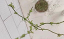 欧芽龙柳鲜枝插花客厅水培植物花卉室内鲜花水养干枝雪柳 龙柳鲜支1米高10支【泡水长叶】 水培 实拍图