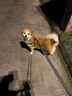 田诺宠物胸背带牵引绳狗狗拉带外出遛狗绳子链子中小型犬金毛泰迪用品 黑色 大号:2.0cm(适合15~40斤) 实拍图