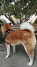 AYOUA赛级316L不锈钢P链钛钢大型犬狗项圈P绳训犬边牧德牧马犬六面抛光 线径3MM*70CM长 实拍图